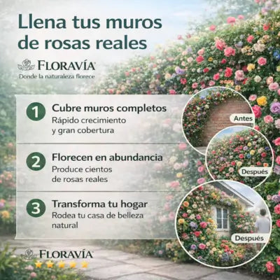 SEMILLAS DE ROSA TREPADORA