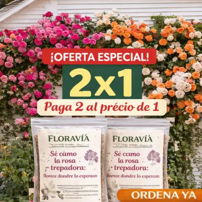 SEMILLAS DE ROSA TREPADORA