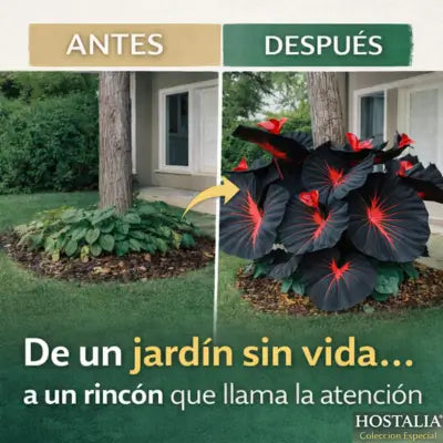 SEMILLAS DE HOSTA ROJA Y NEGRA
