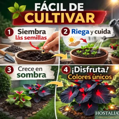 SEMILLAS DE HOSTA ROJA Y NEGRA