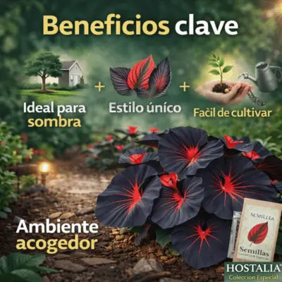 SEMILLAS DE HOSTA ROJA Y NEGRA