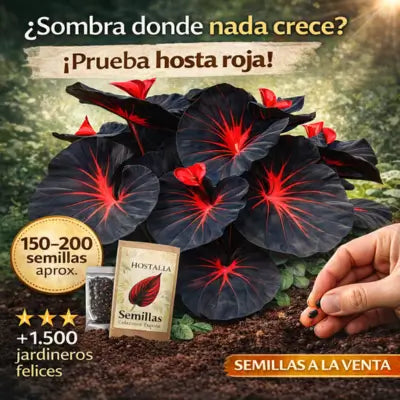 SEMILLAS DE HOSTA ROJA Y NEGRA