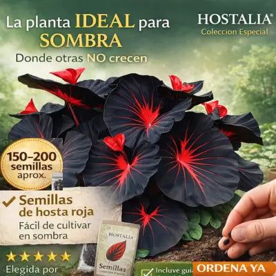 SEMILLAS DE HOSTA ROJA Y NEGRA